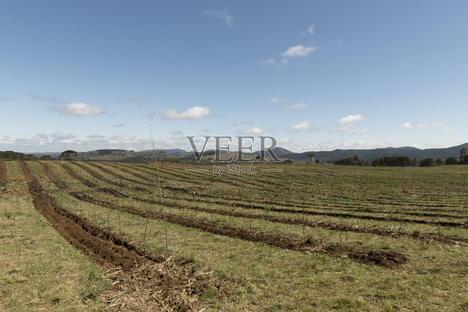 苹果树种植照片摄影图片