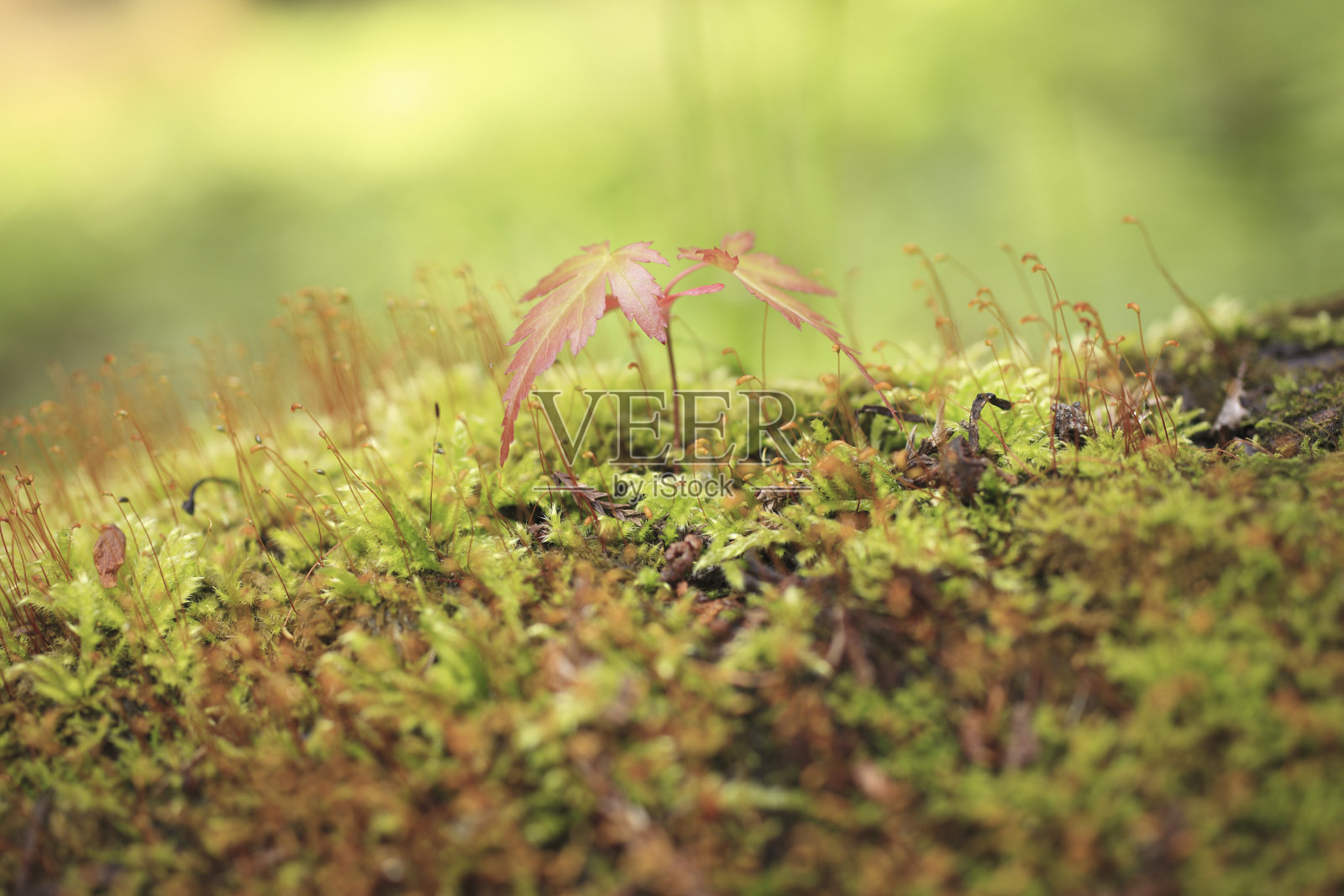 枫芽苔照片摄影图片