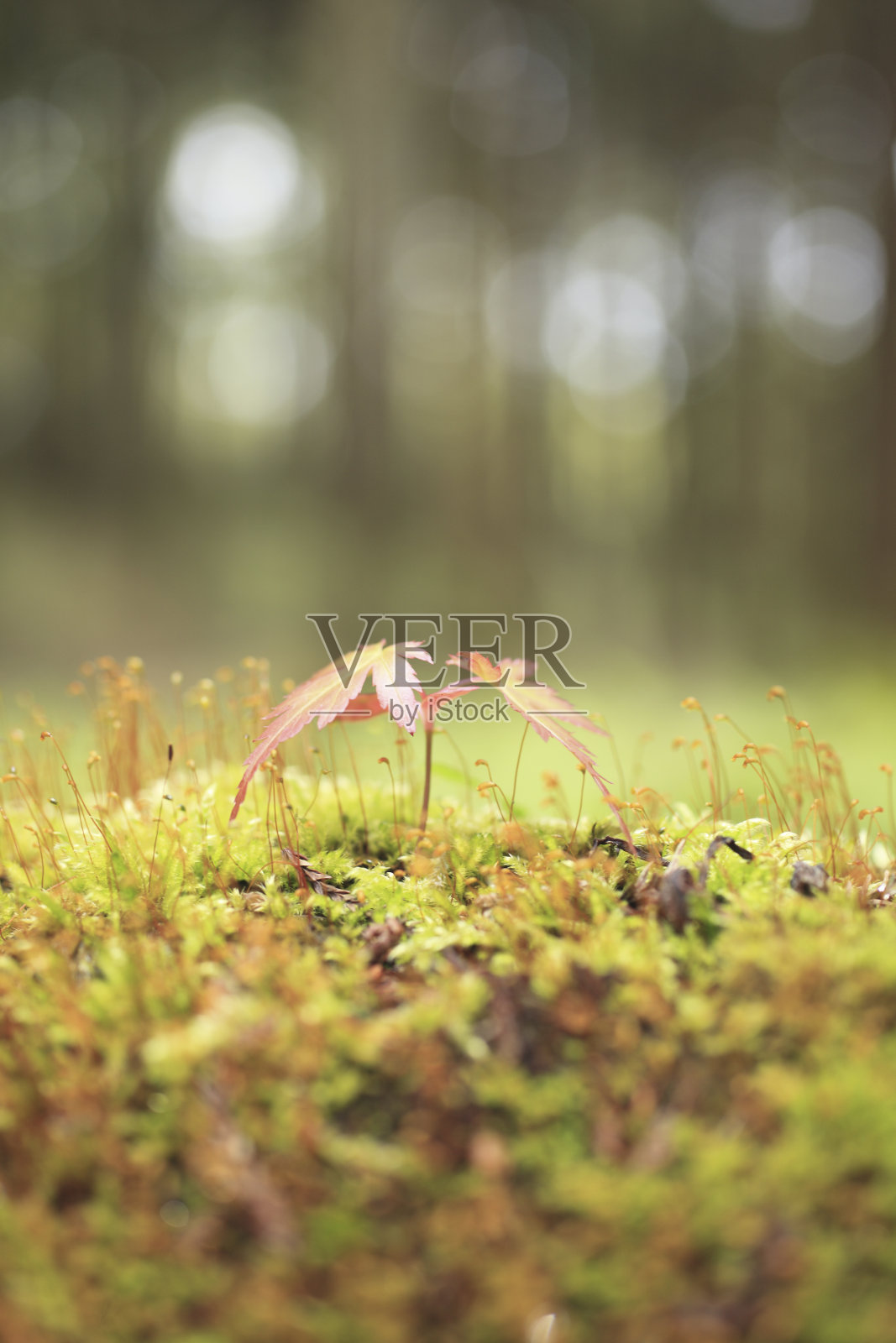 枫芽苔照片摄影图片