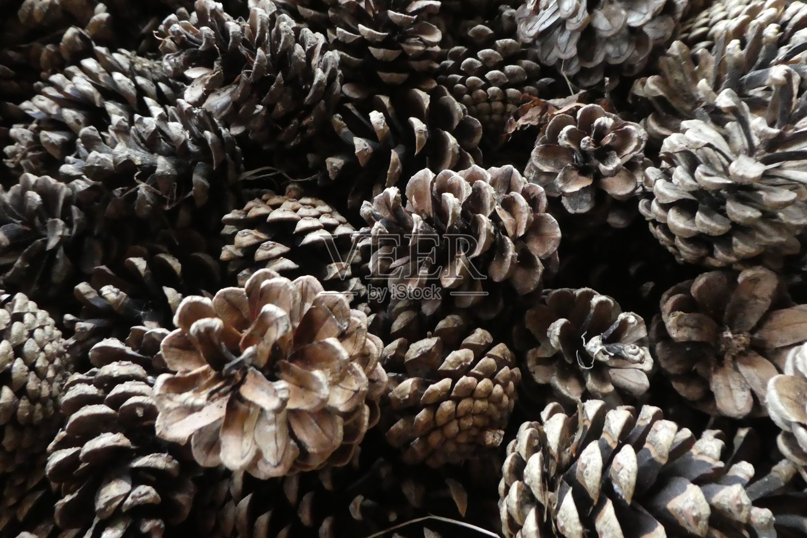 松果收获照片摄影图片