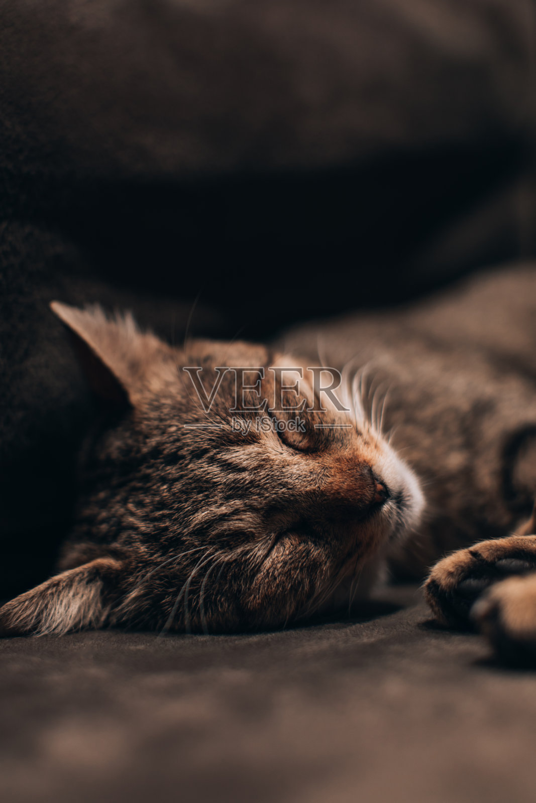 睡在沙发上的猫。睡眠和舒适的午睡时间。家里的宠物。照片摄影图片