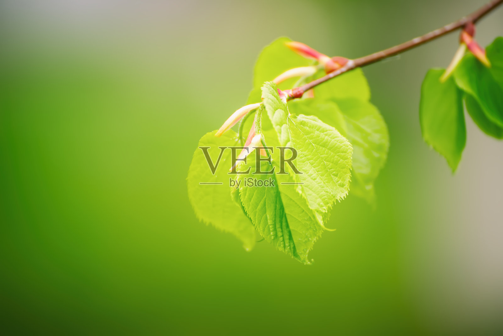 阳光明媚的绿叶照片摄影图片