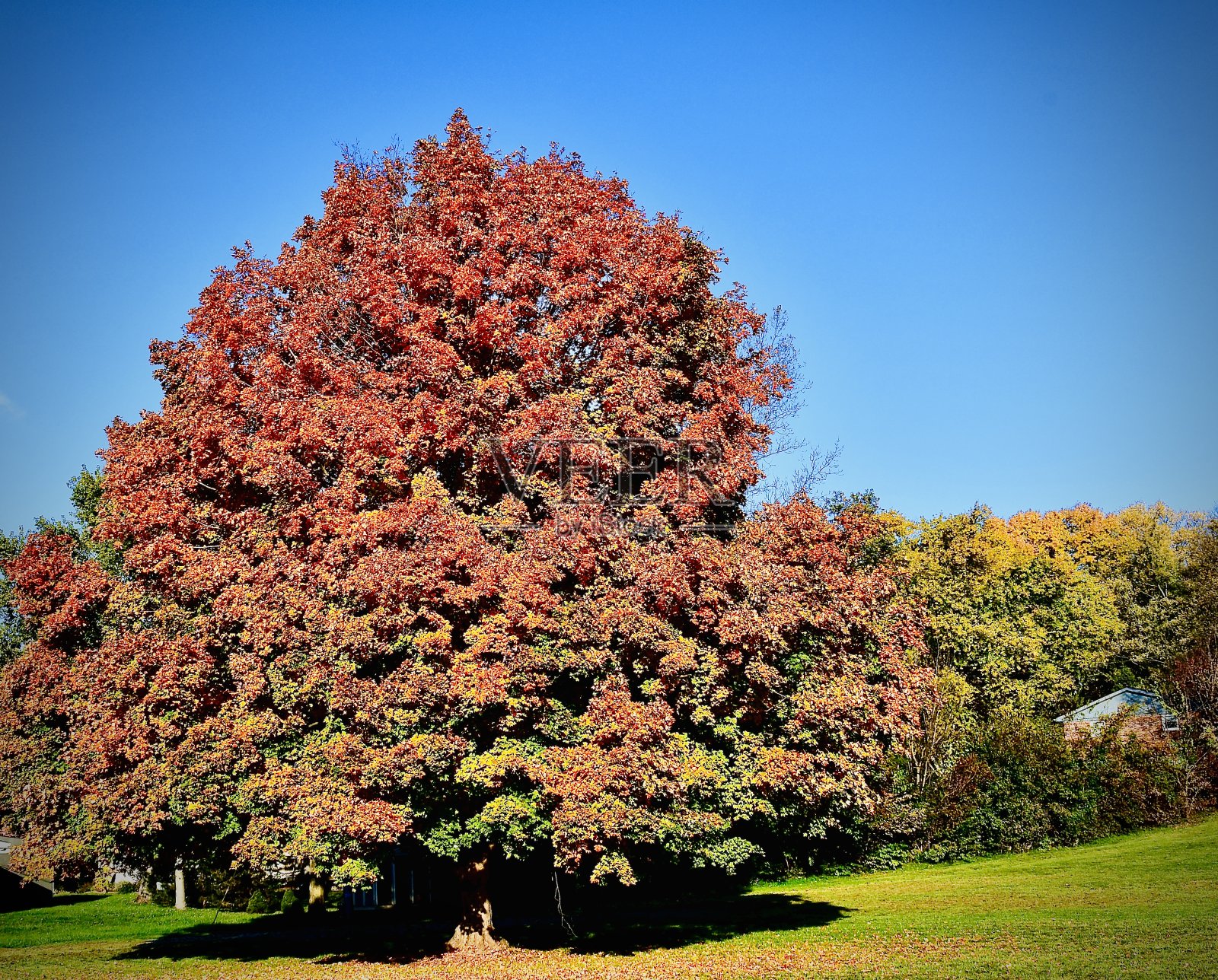 秋天美丽的树照片摄影图片