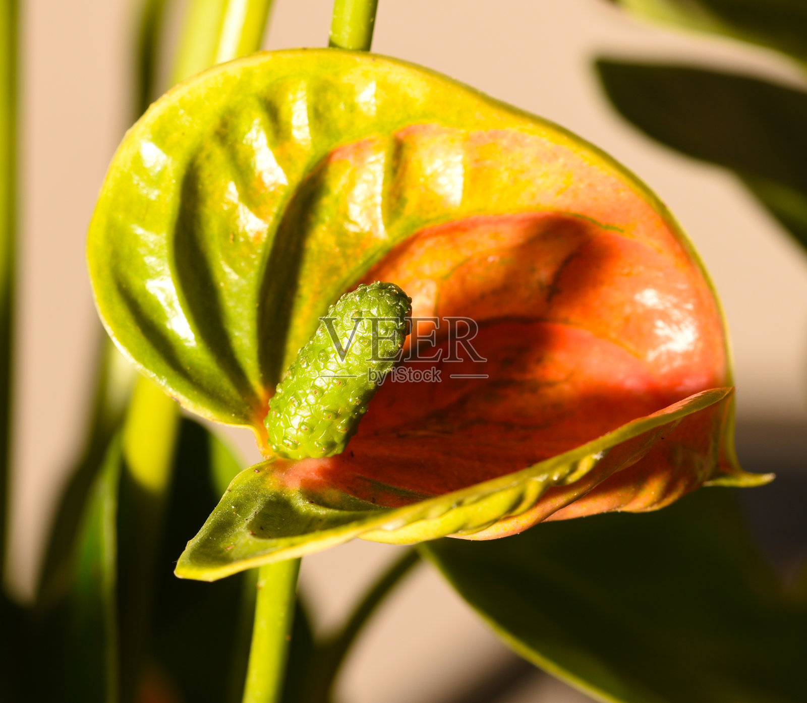 火鹤花的头照片摄影图片