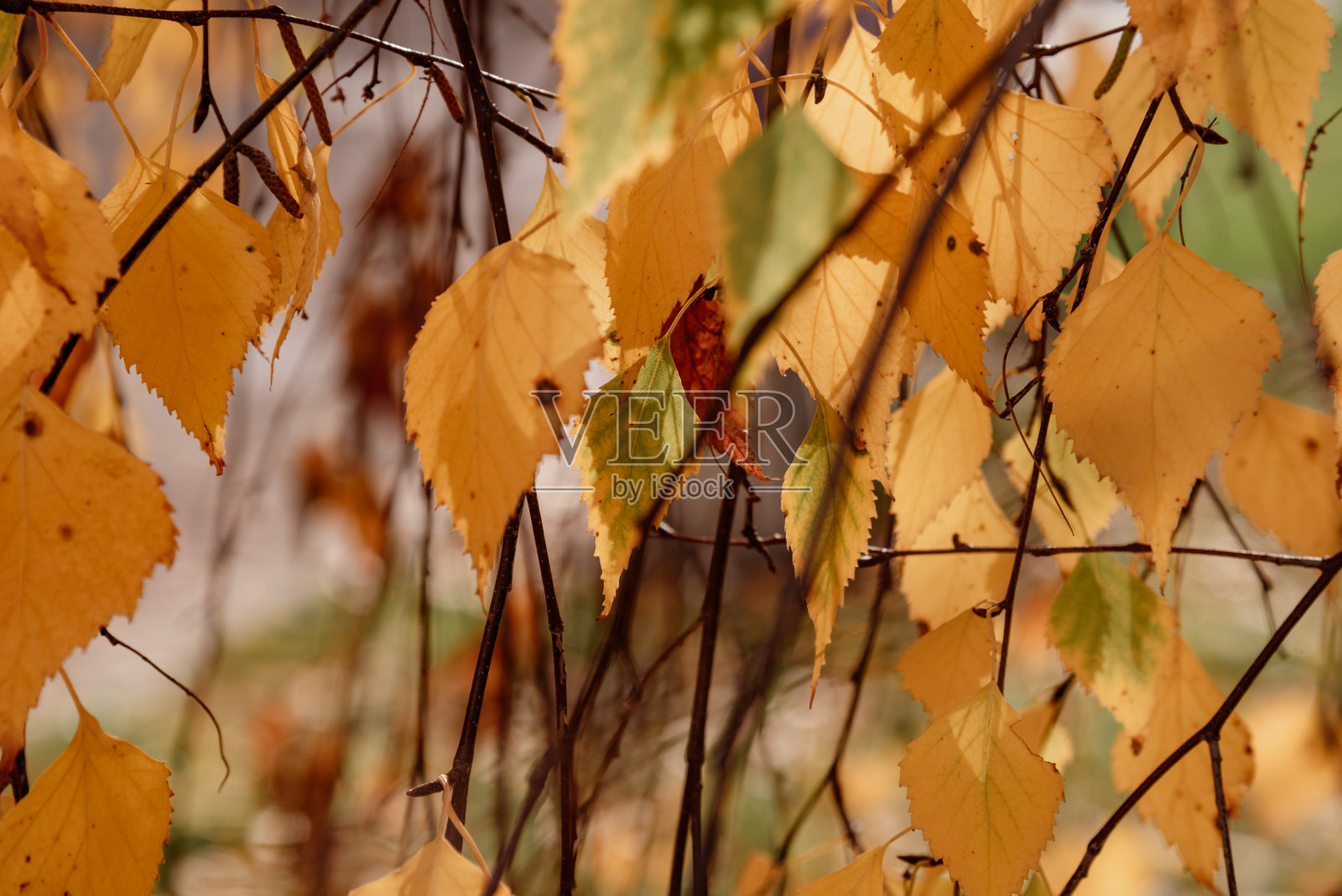 明亮的黄色桦树叶子的枝条紧紧地合在一起照片摄影图片