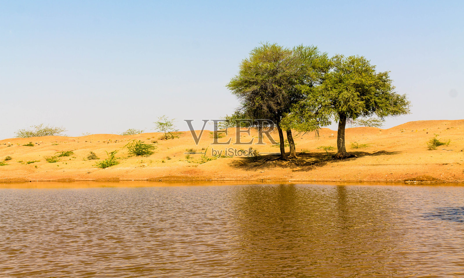 印度塔尔沙漠中的绿洲照片摄影图片