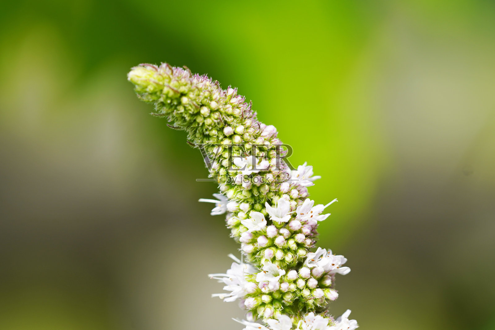 在绿色背景下的薄荷花特写。照片摄影图片