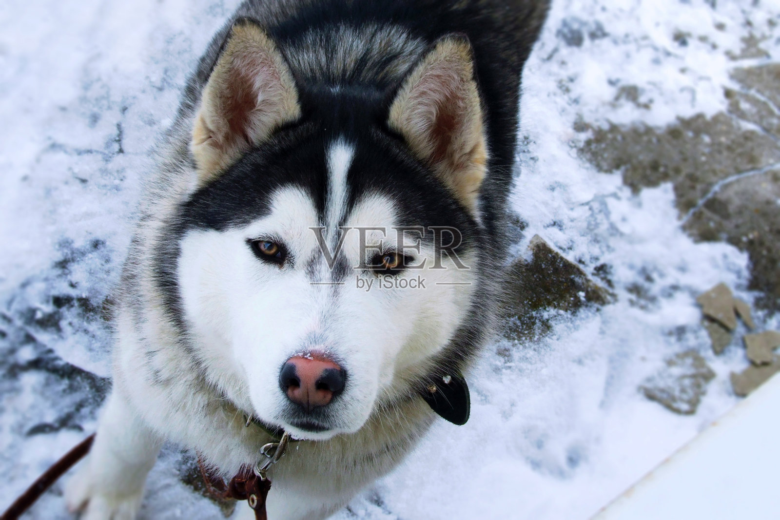 可爱的西伯利亚哈士奇看起来松散和美丽的狗在冬天的雪照片摄影图片