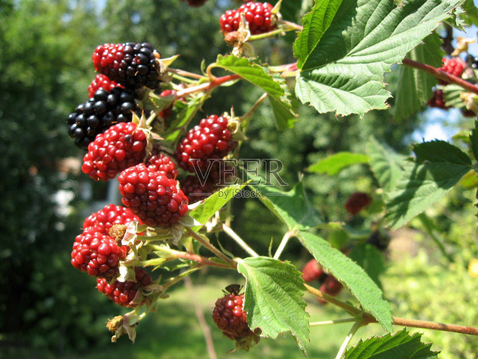 黑莓长在花园里。浆果灌木背景下成熟和未成熟的黑莓。自然的药房。有机食品。照片摄影图片