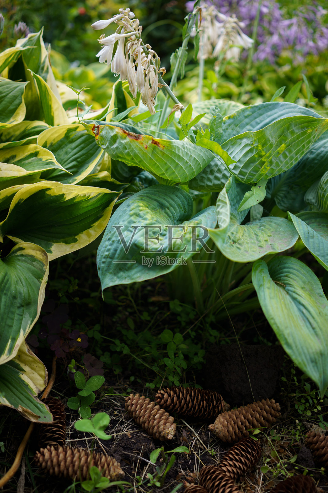 玉簪花绿叶下有球果。照片摄影图片