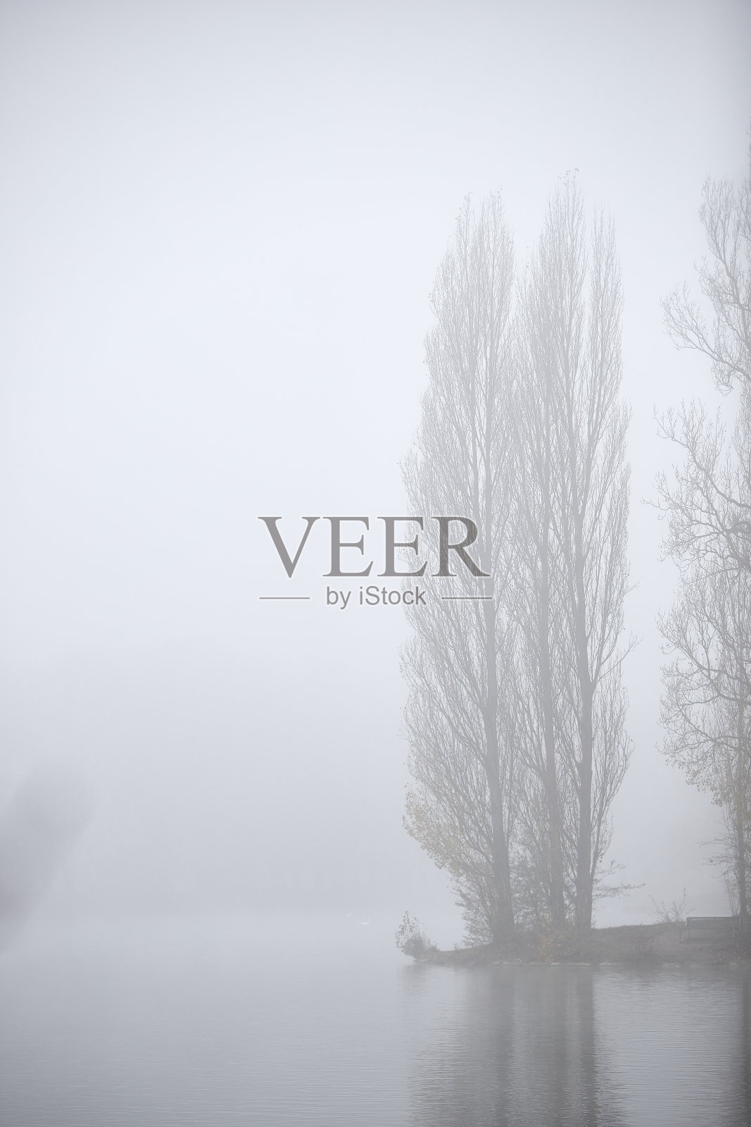 湖中有树，多雾天气照片摄影图片