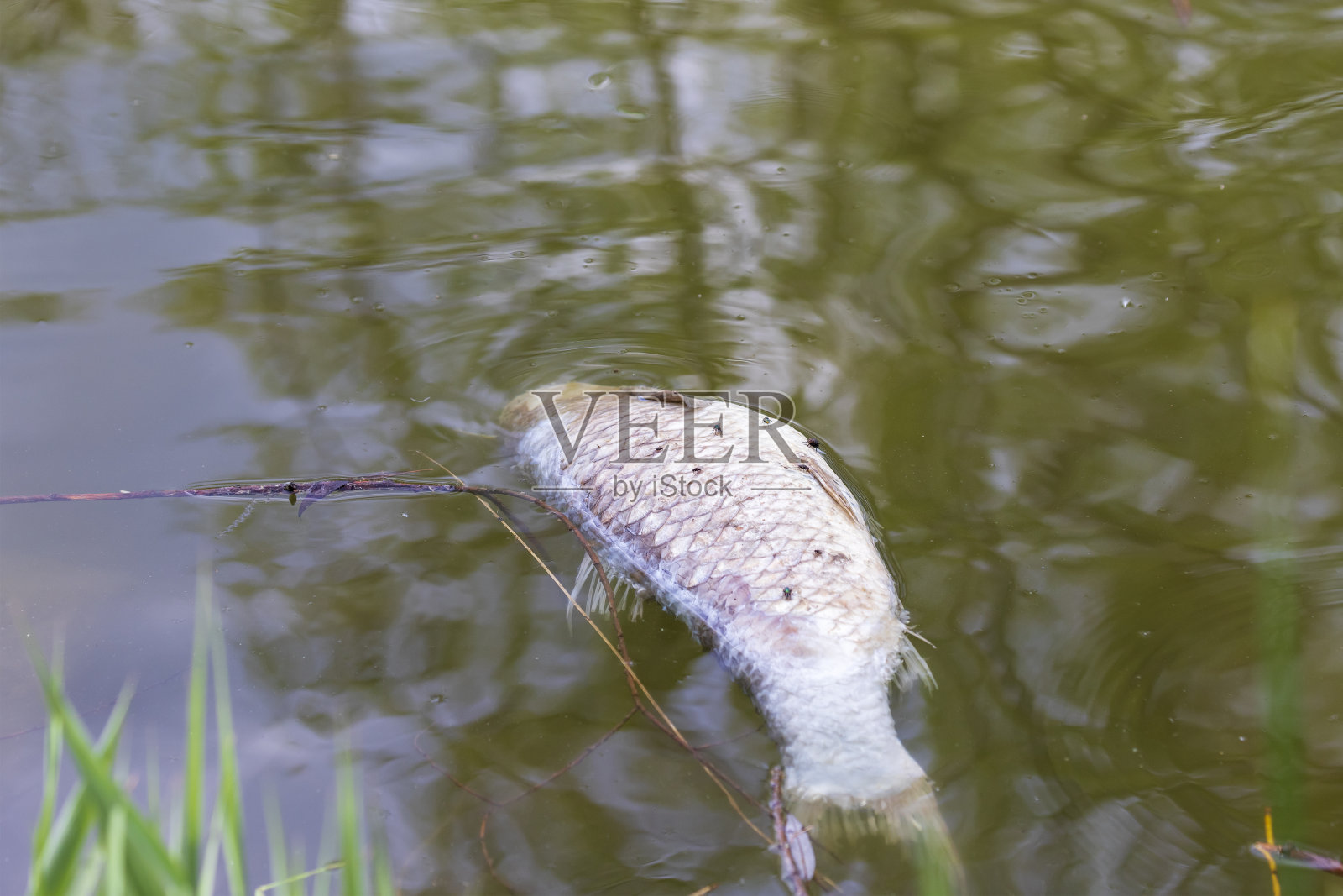 池塘中死亡的鲤鱼，有苍蝇照片摄影图片