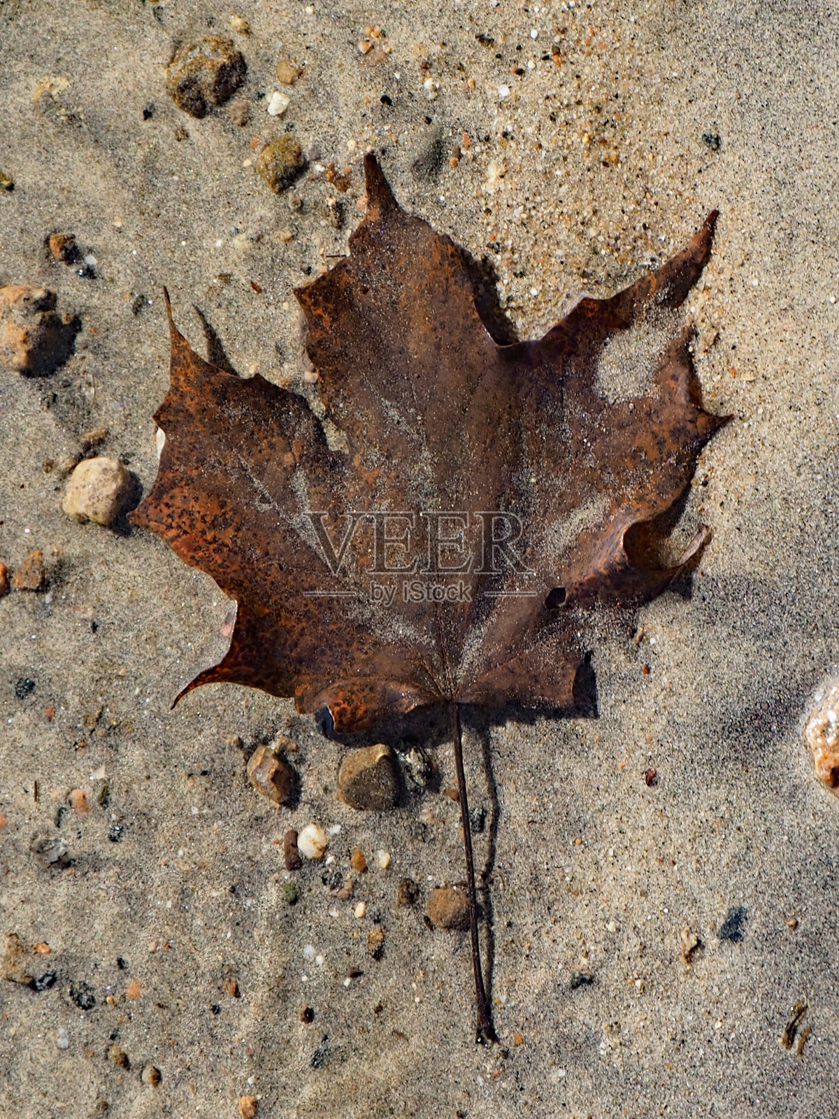 枫叶水下照片摄影图片