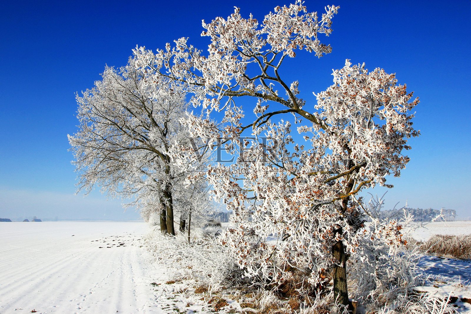 冬季景观中的树木照片摄影图片