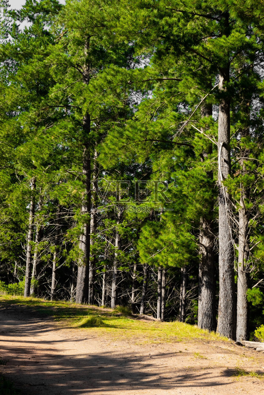南非开普敦的森林景观照片摄影图片