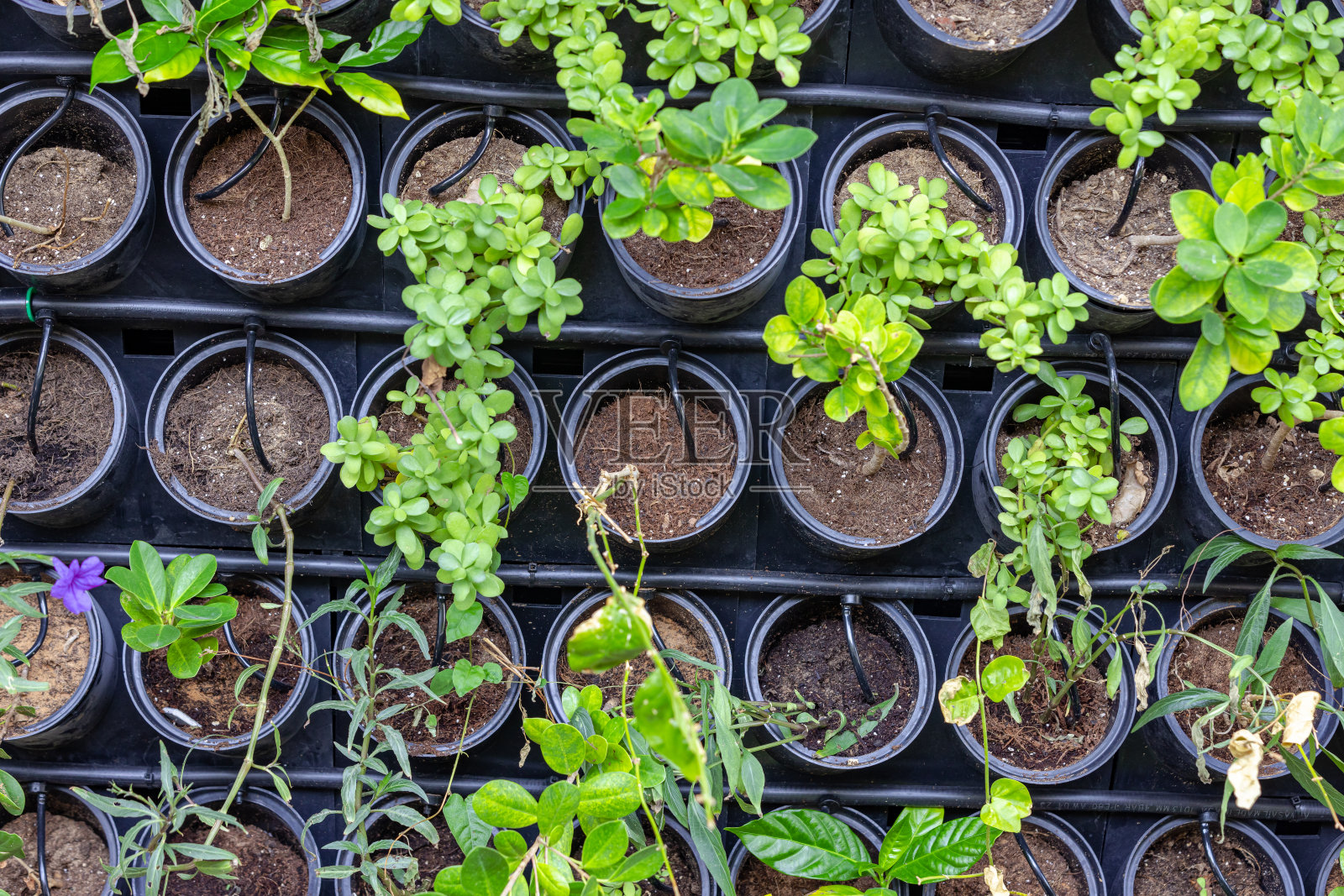 滴灌系统浇灌的成排绿色盆栽照片摄影图片