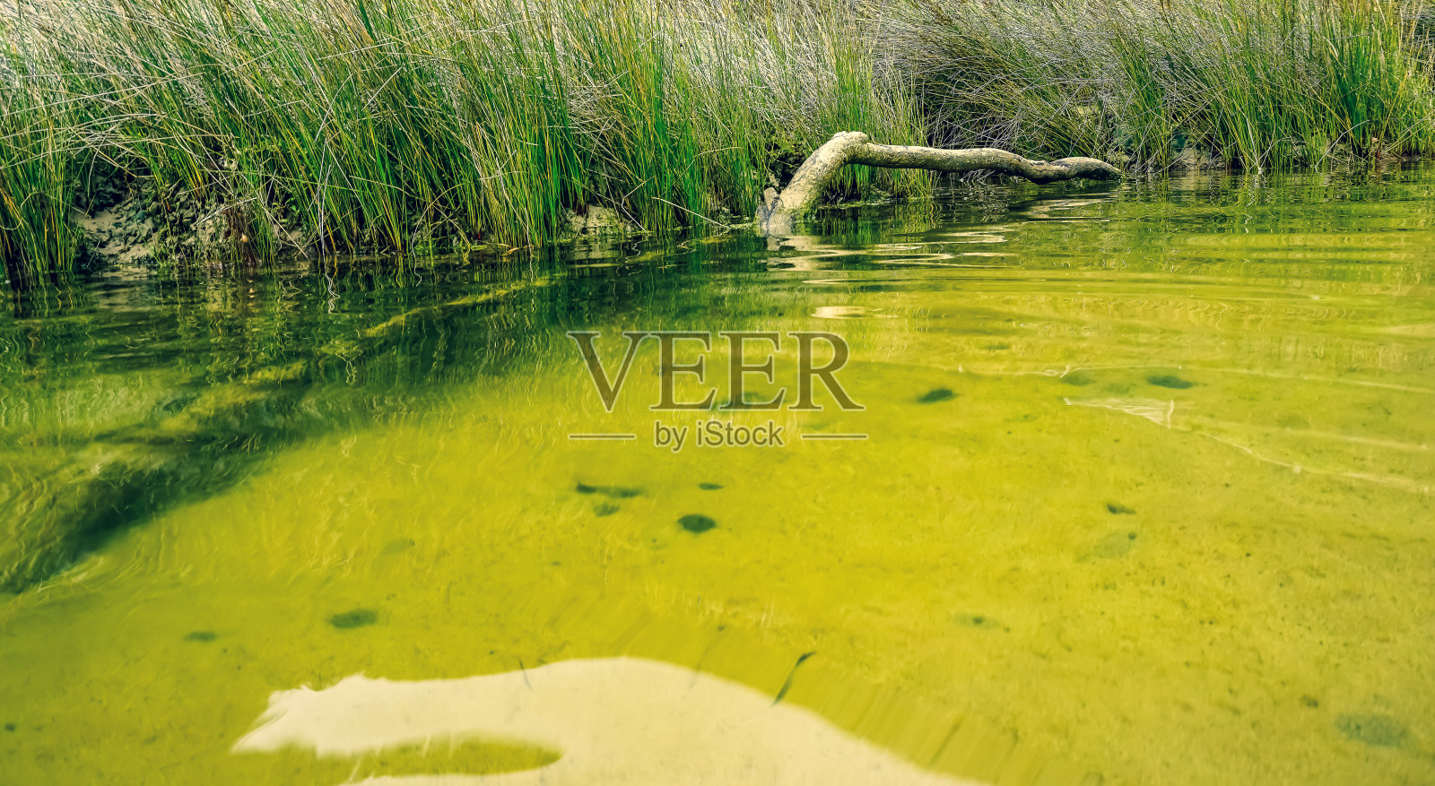 澳大利亚的一条小河。照片摄影图片