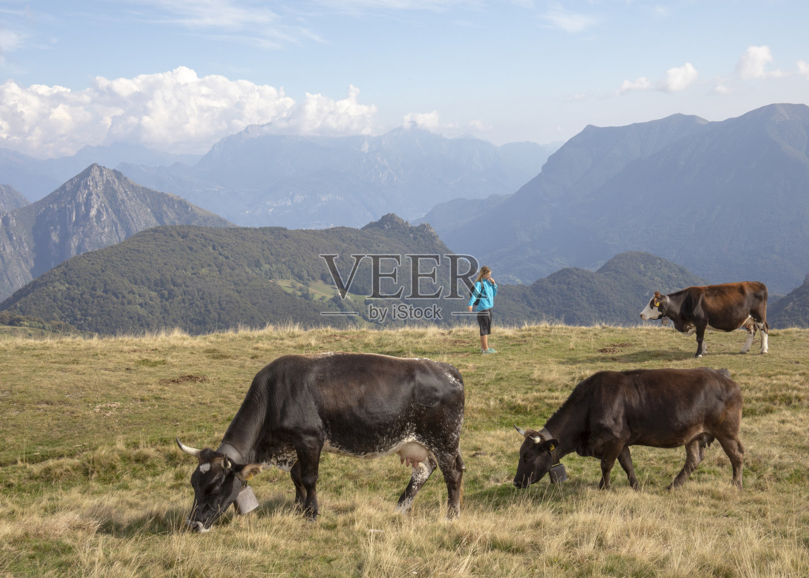 女徒步者在草坡上放松，靠近牛群照片摄影图片