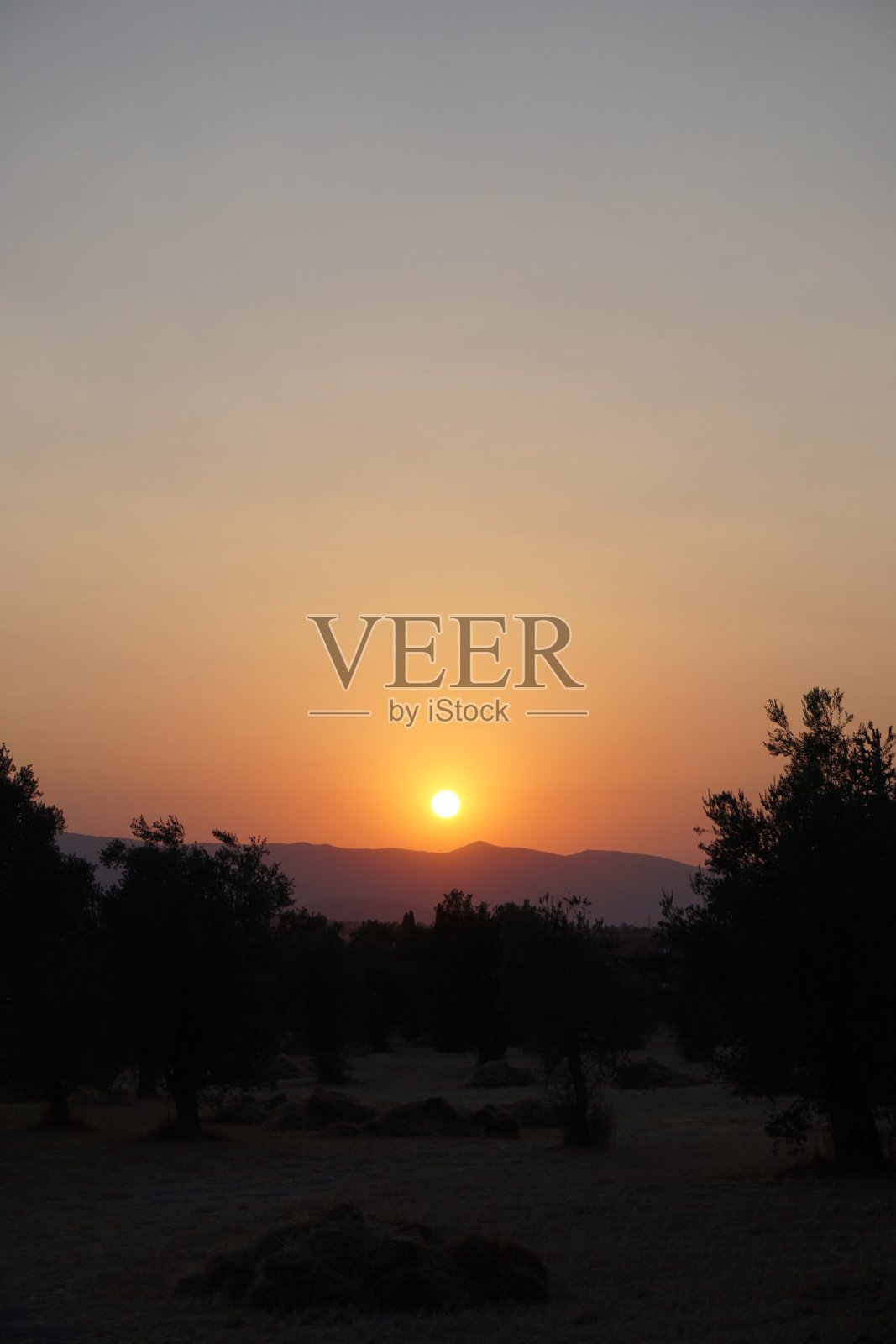 橄榄树和日落照片摄影图片