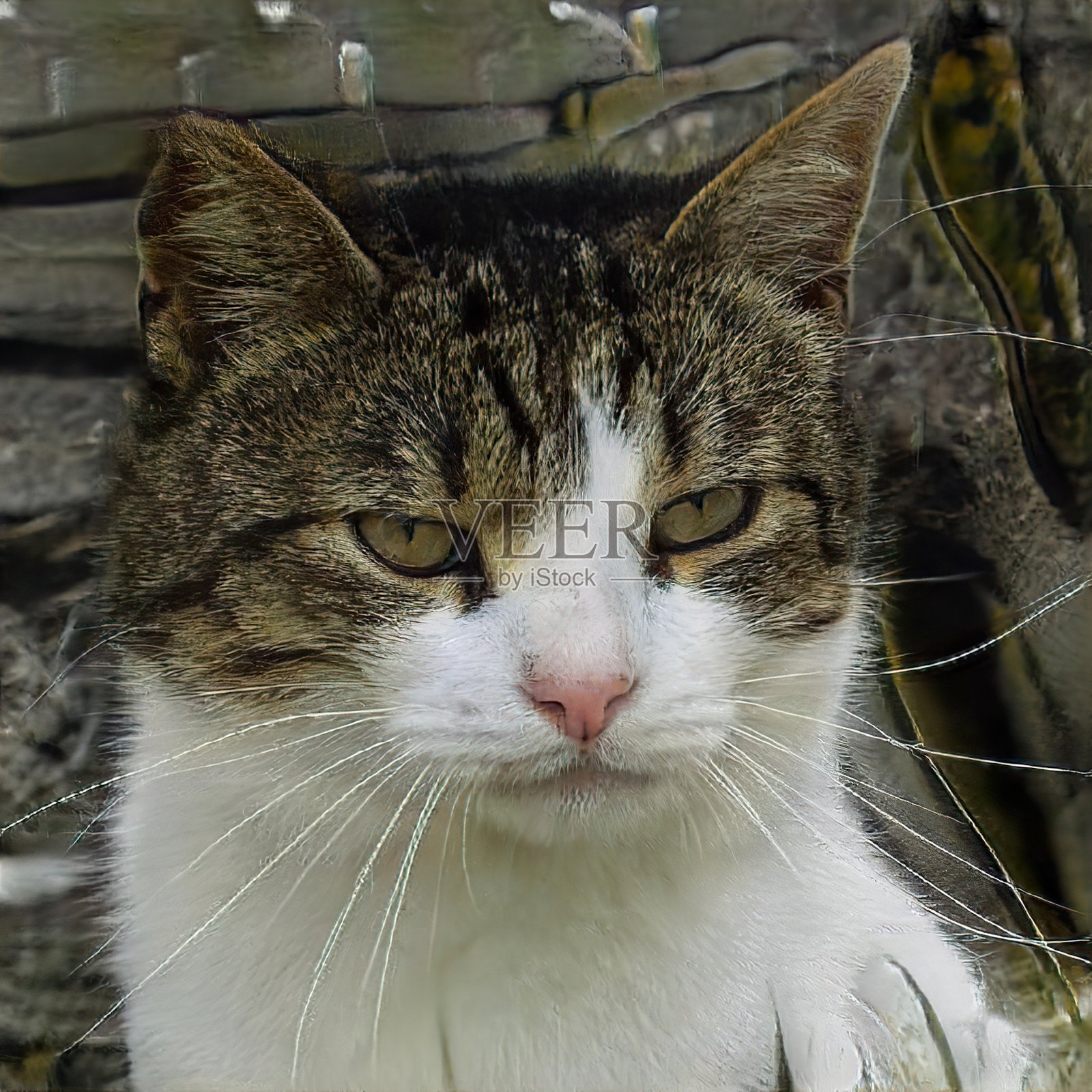 猫的肖像照片摄影图片