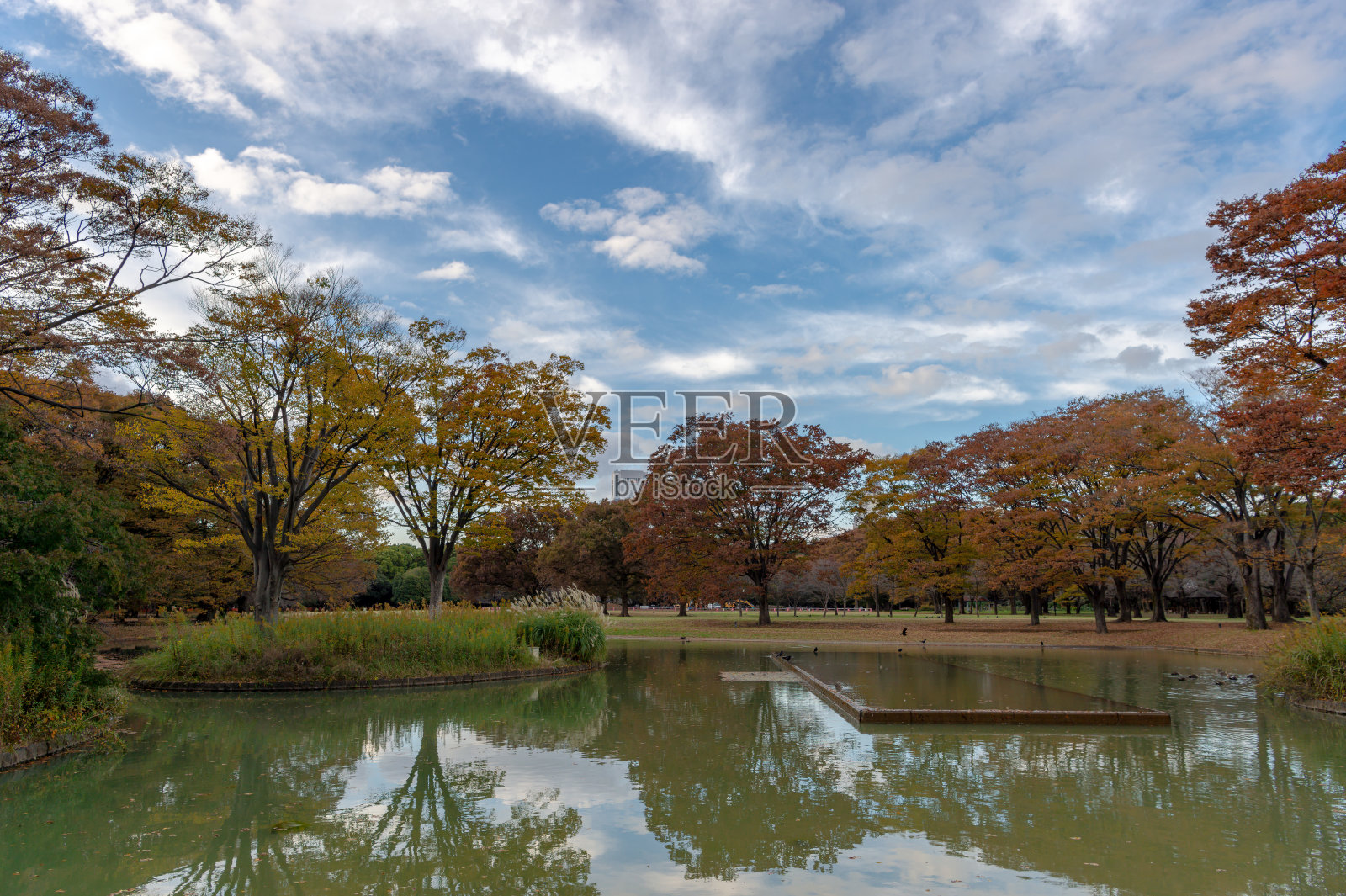 东京涩谷区代代木公园的秋景。照片摄影图片