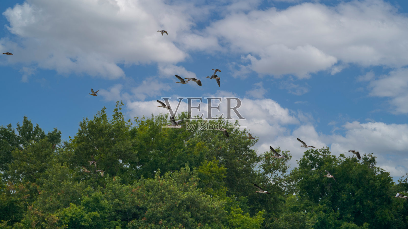 一群大雁飞过树梢照片摄影图片