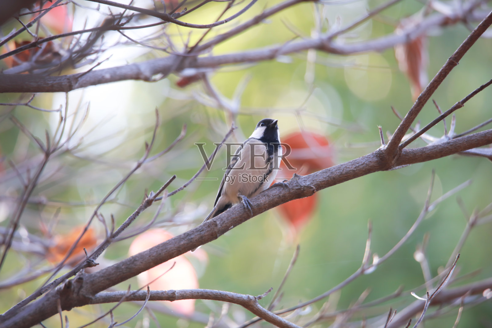 大山雀照片摄影图片