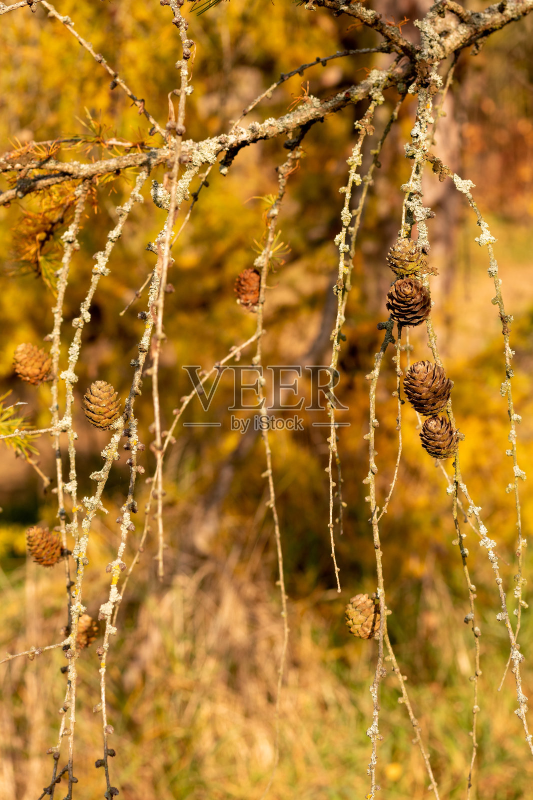 树枝上的球果。照片摄影图片