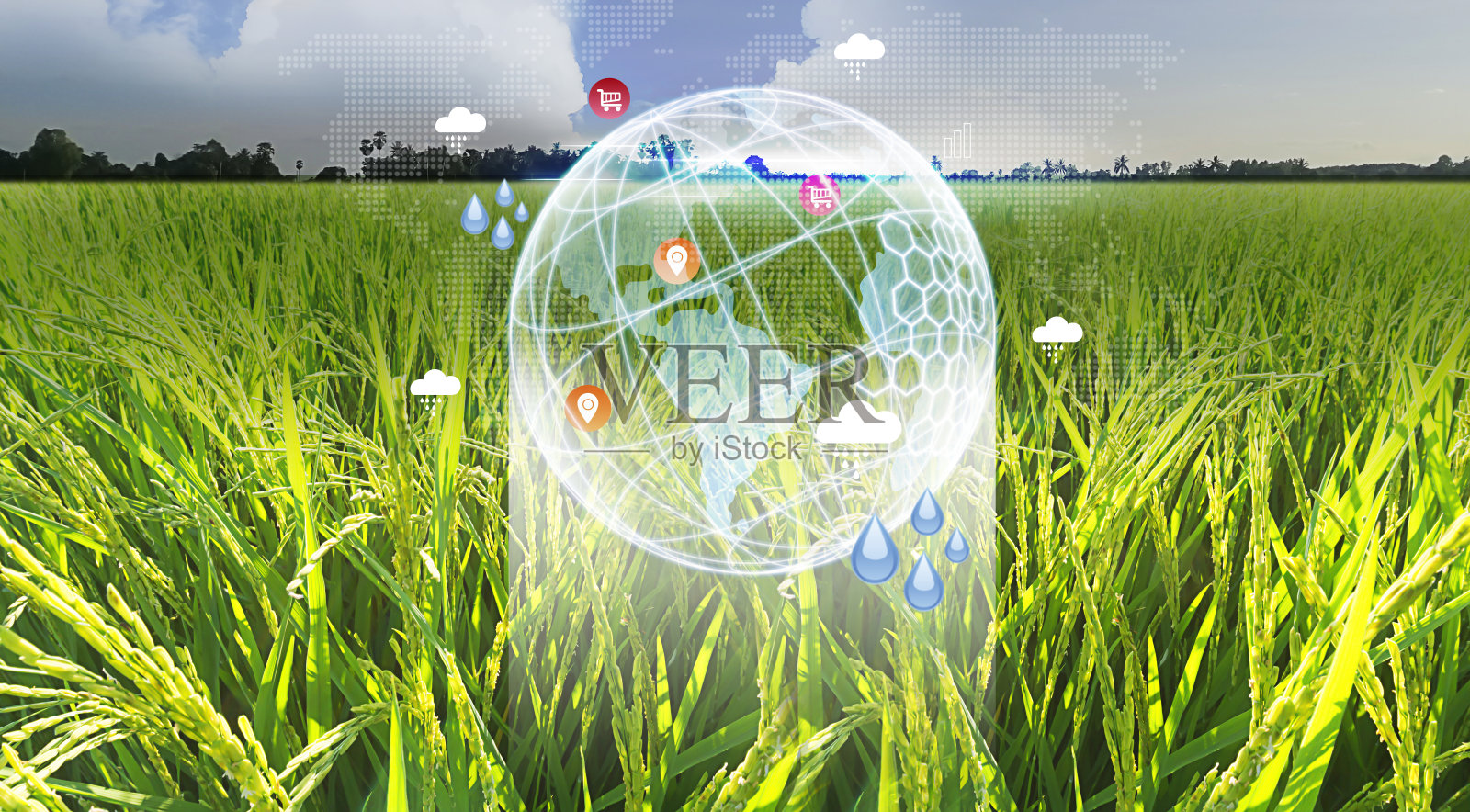 热带自然稻田夏季背景。生态环境概念照片摄影图片