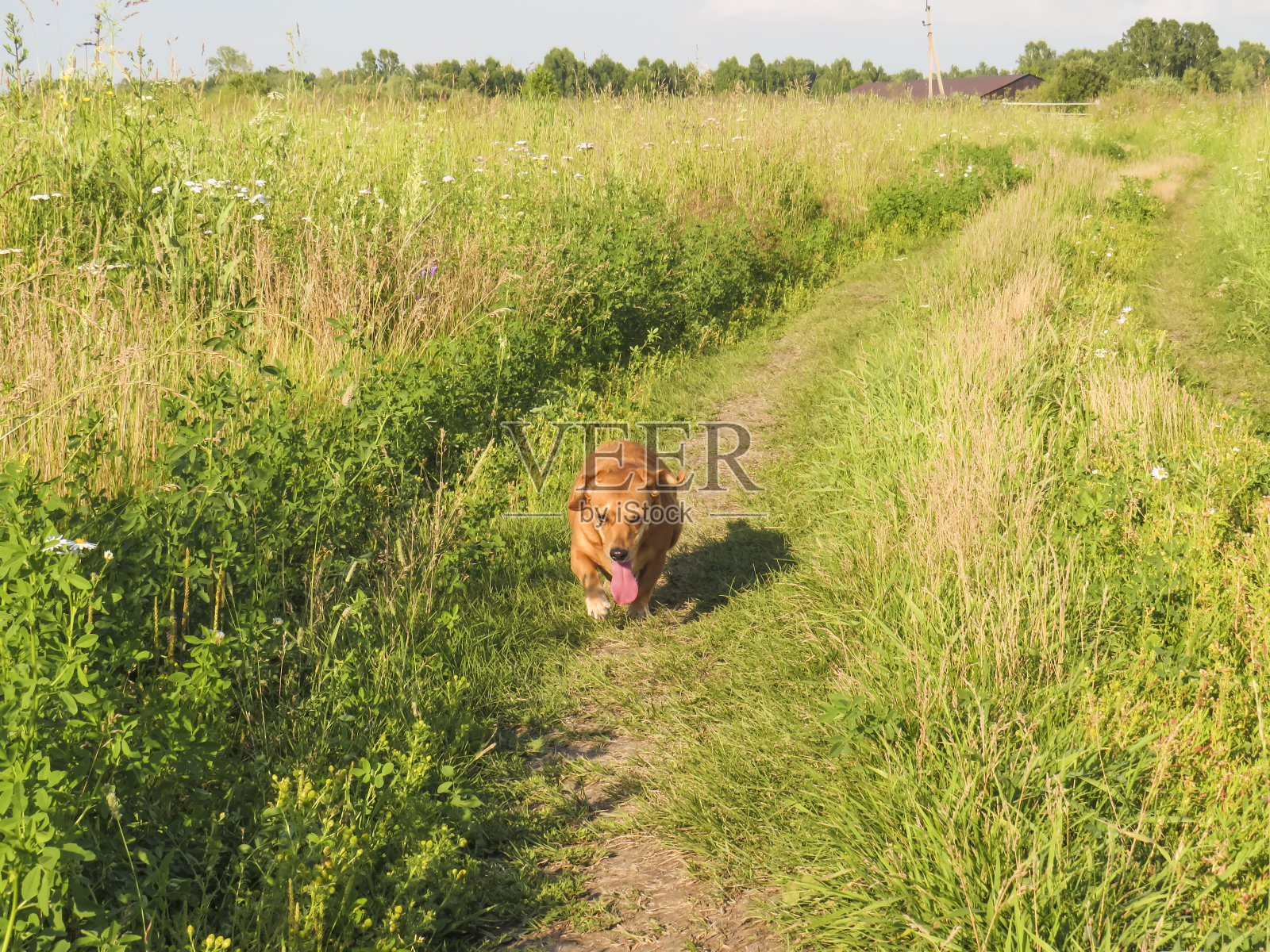 两只红狗跑过绿色的草地照片摄影图片