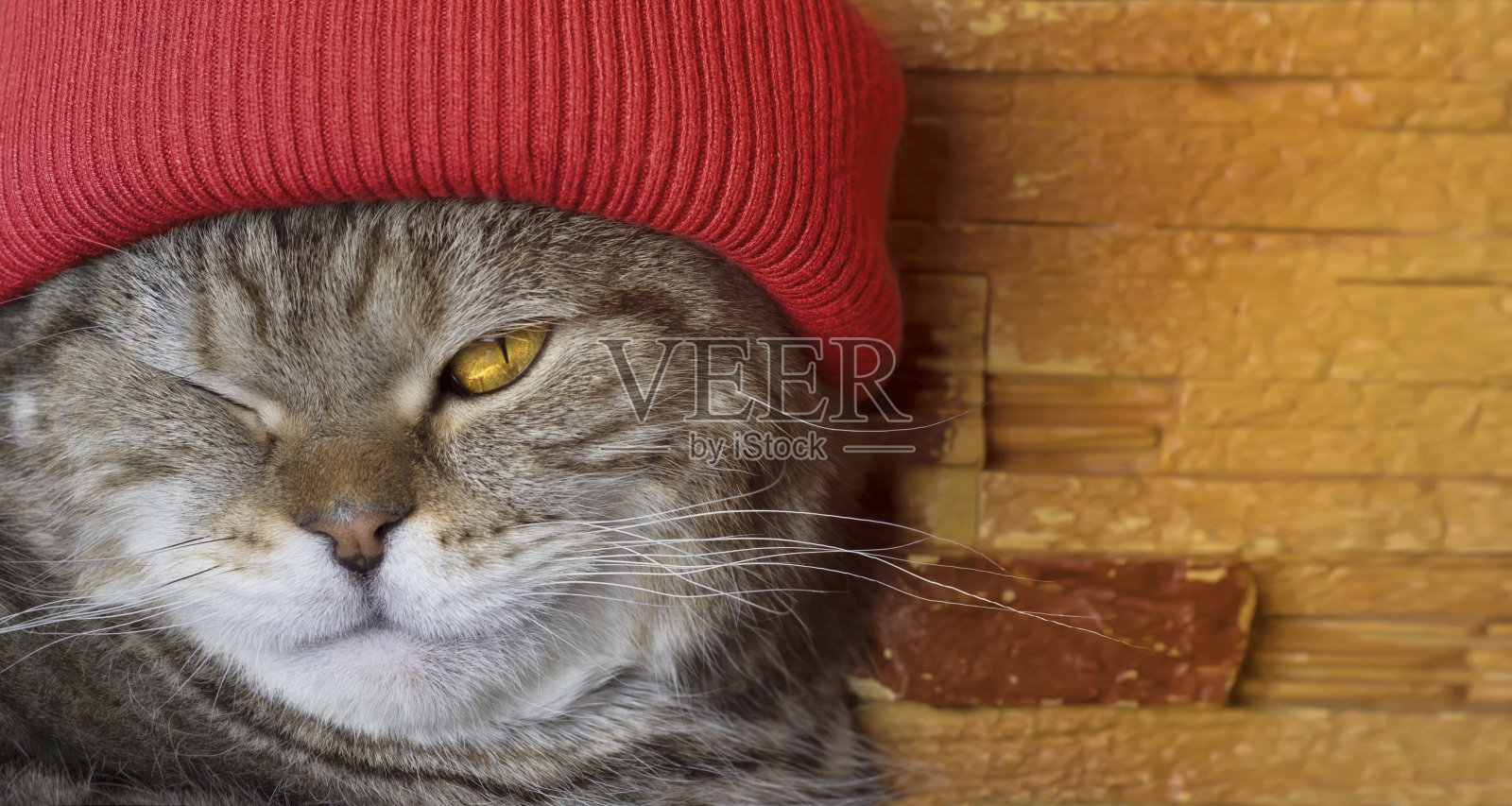 戴着红帽子的肥猫的肖像。照片摄影图片