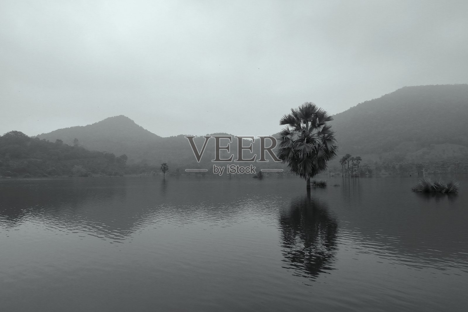 湖泊和森林的单色景观照片摄影图片