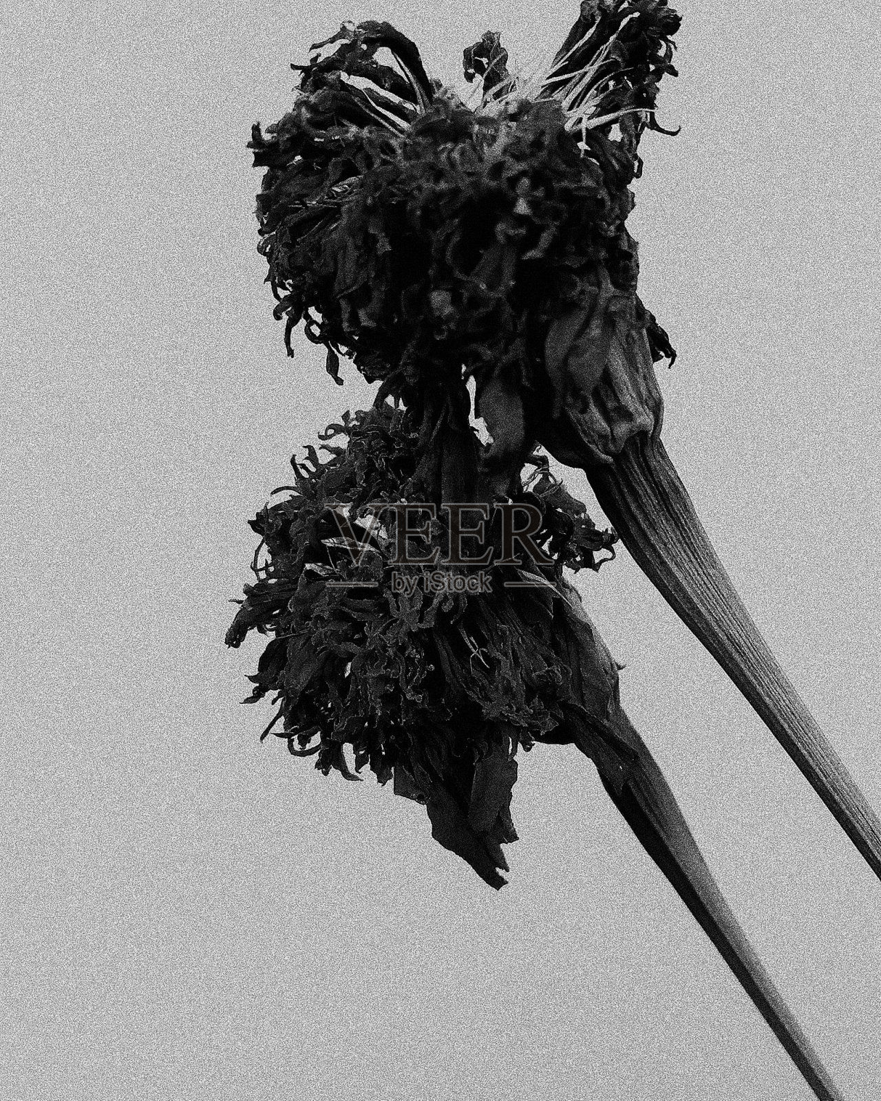 悲伤照片摄影图片