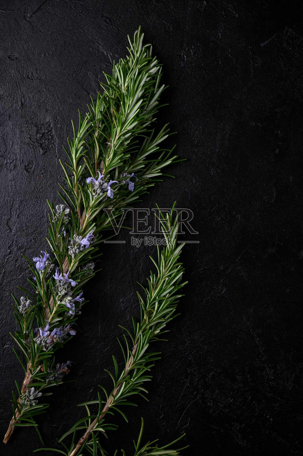 黑色背景上的迷迭香。前视图。照片摄影图片