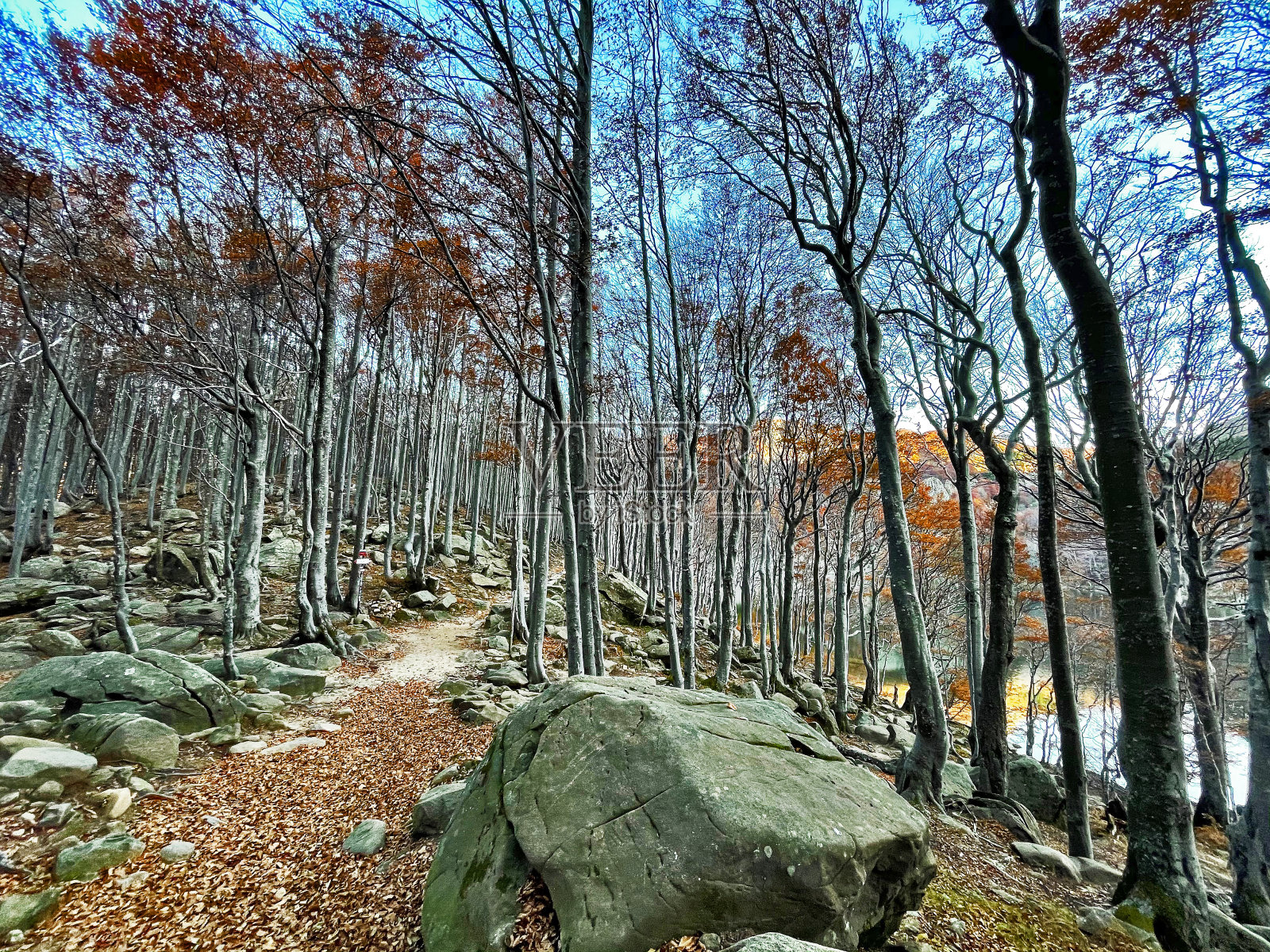 山毛榉树秋天树叶在森林日落，意大利照片摄影图片