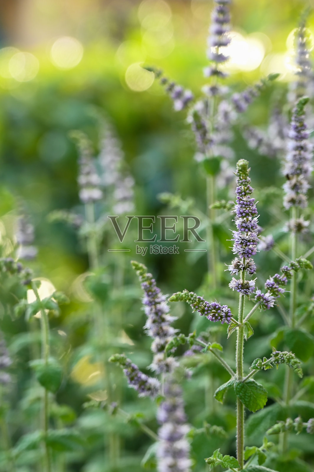 薄荷叶的背景。绿薄荷叶图案照片摄影图片