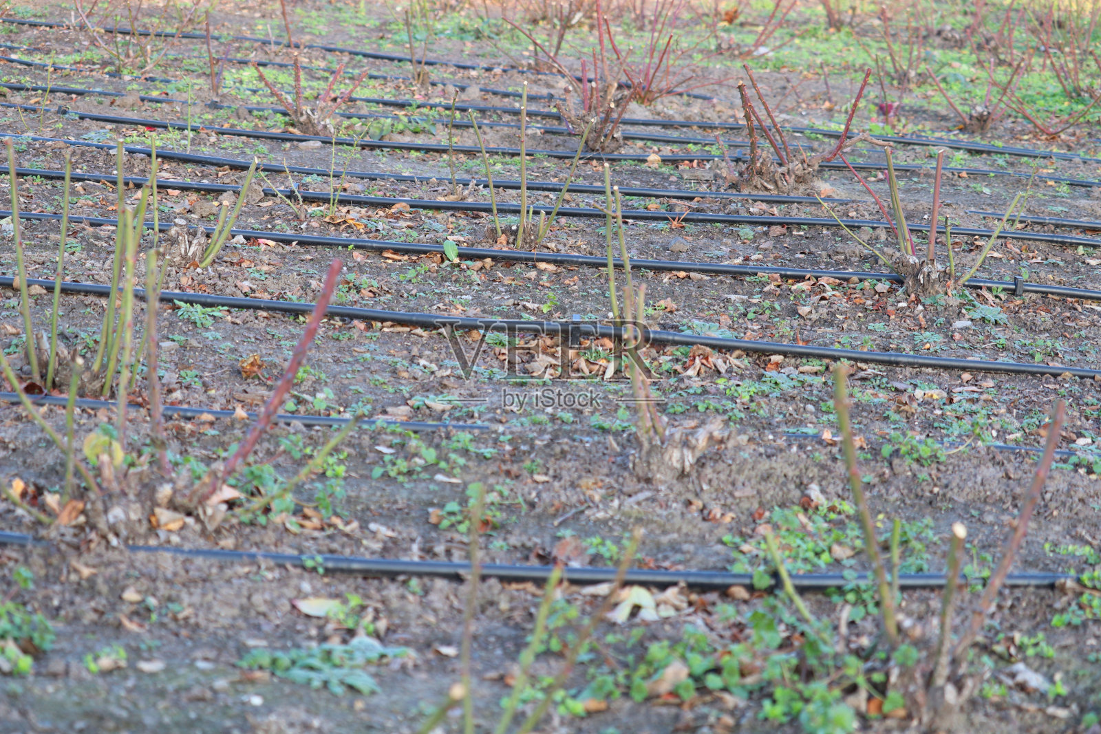 修剪玫瑰。玫瑰为越冬做准备。照片摄影图片