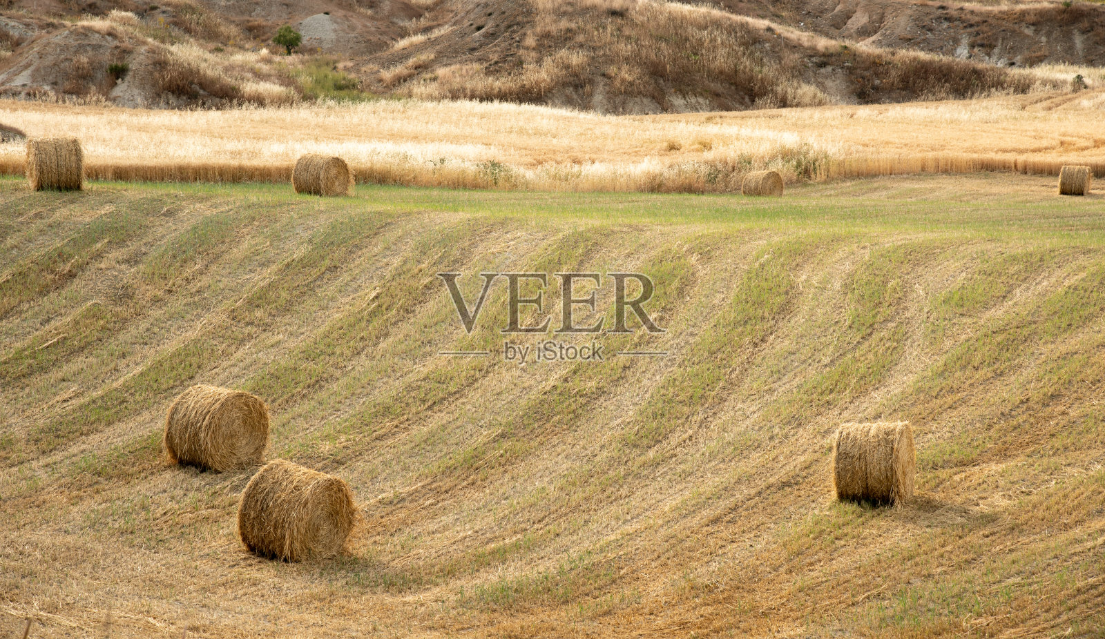 收割后的圆捆干草的农田。照片摄影图片