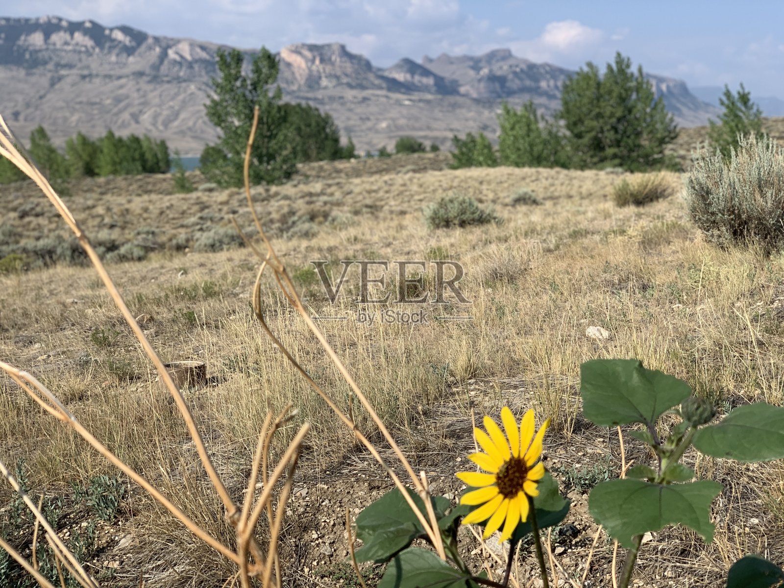 向日葵照片摄影图片
