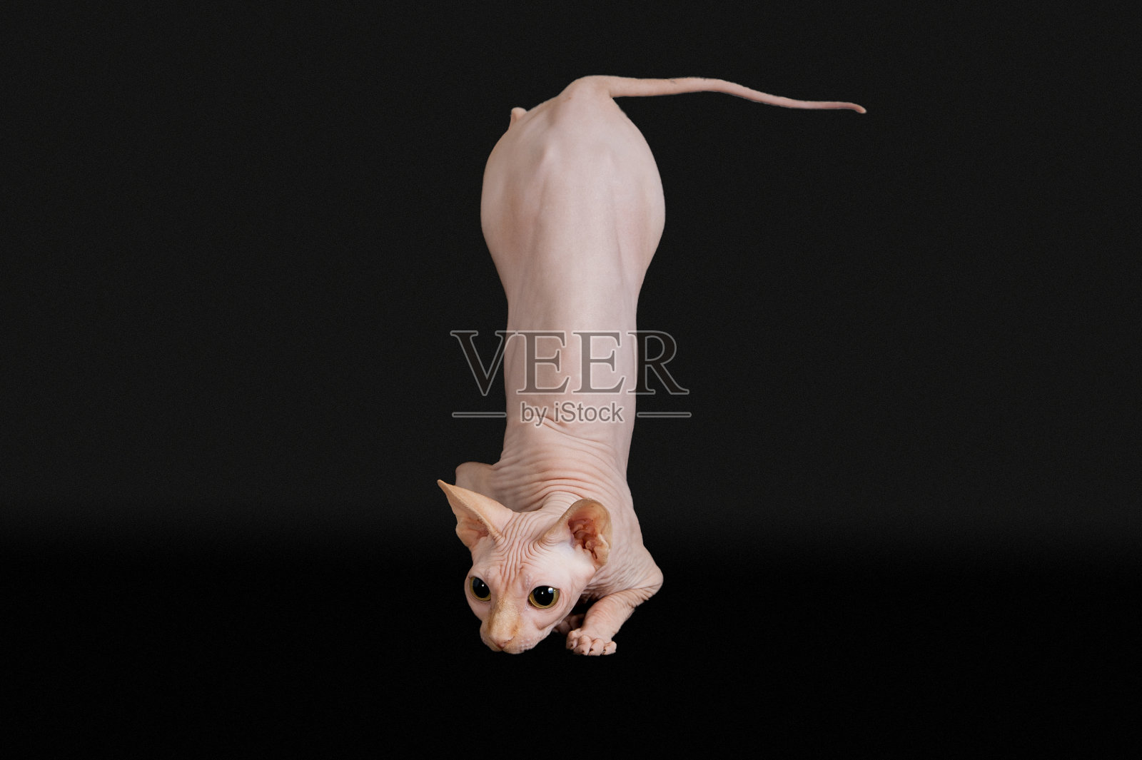 斯芬克斯猫滑稽地站在孤立的黑色背景照片摄影图片