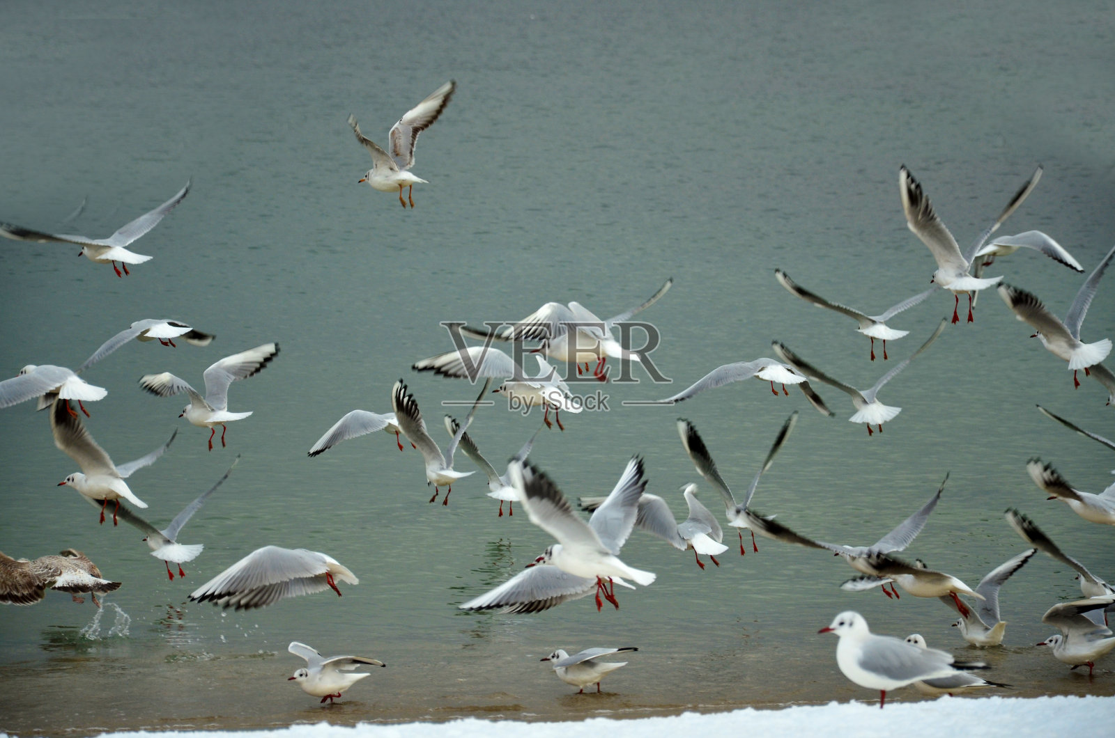 一群海鸥在海上飞行照片摄影图片