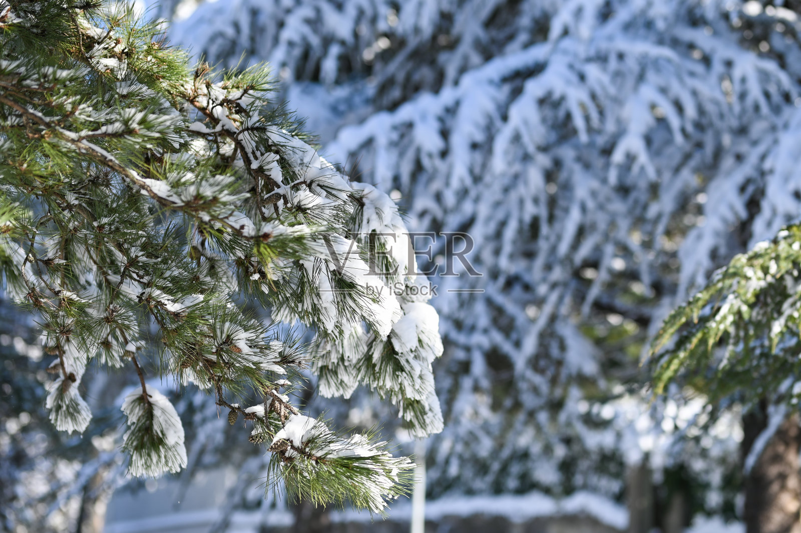 神奇的冬天森林照片摄影图片