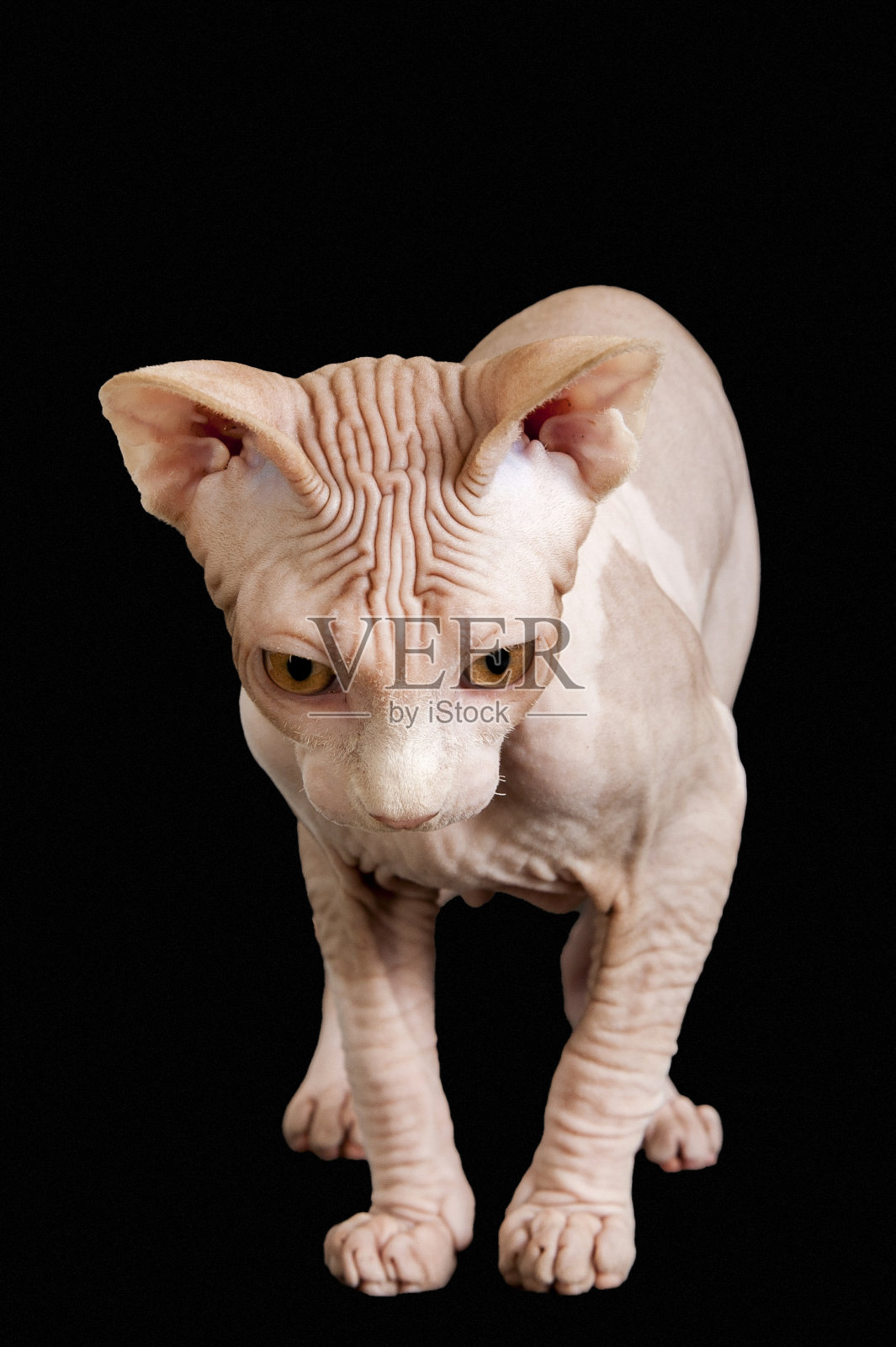 斯芬克斯猫俯视着黑色的背景照片摄影图片