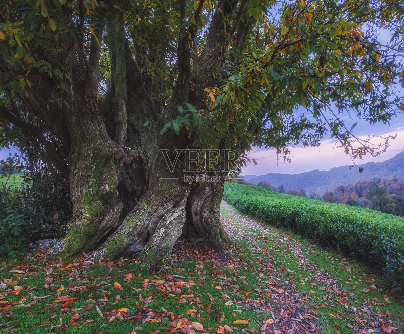 山麓茶园里的一棵古老的大树。照片摄影图片
