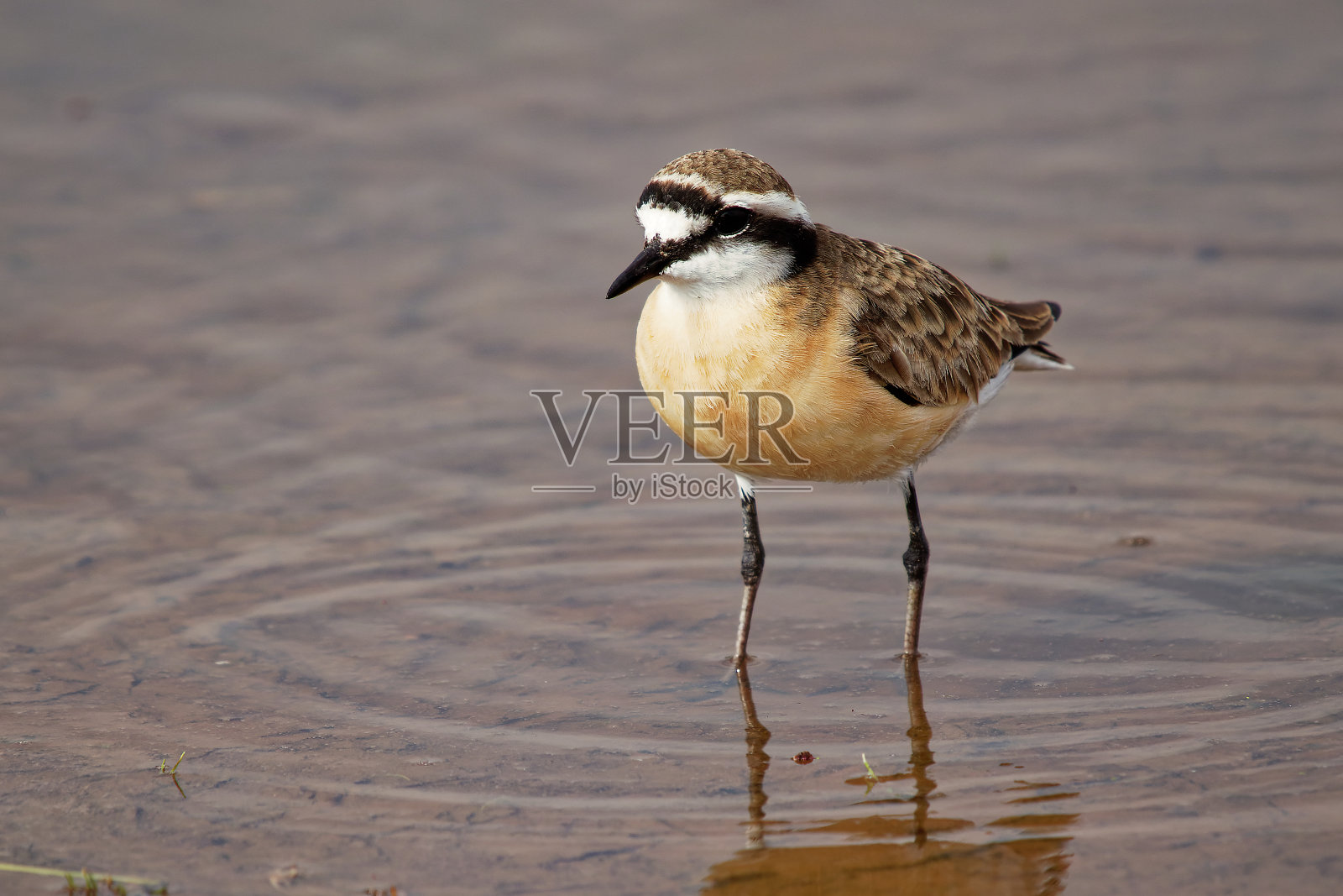基特利茨鸻-奇特鸻科的一种小滨鸟，在沿海和内陆盐沼、河岸或草原附近繁殖，原产于非洲、尼罗河三角洲和马达加斯加。照片摄影图片