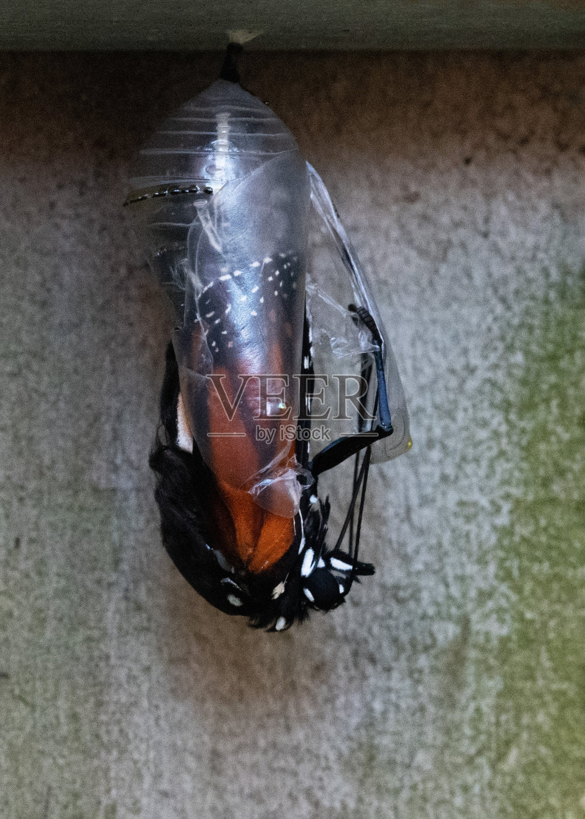 黑脉金斑蝶刚出茧照片摄影图片