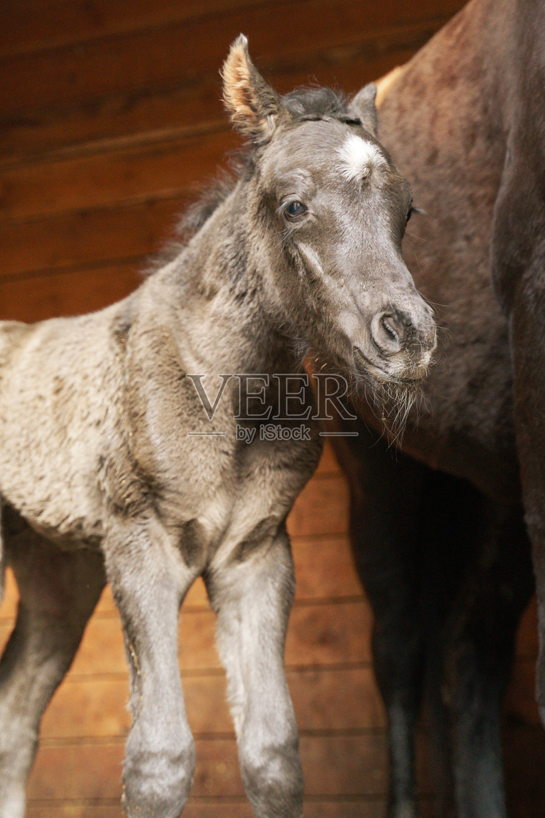 新生马驹的画像照片摄影图片