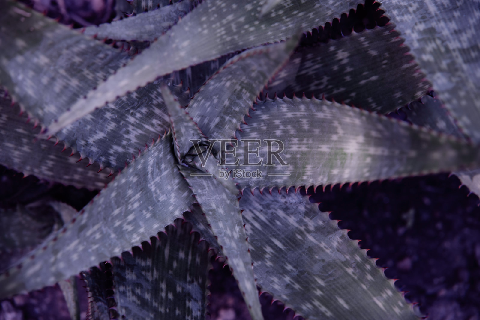 芦荟是一种耐高温的热带绿色植物。绿叶，芦荟的特写。芦荟是一种非常有用的草药，用于皮肤护理和头发护理，可以用作治疗。照片摄影图片