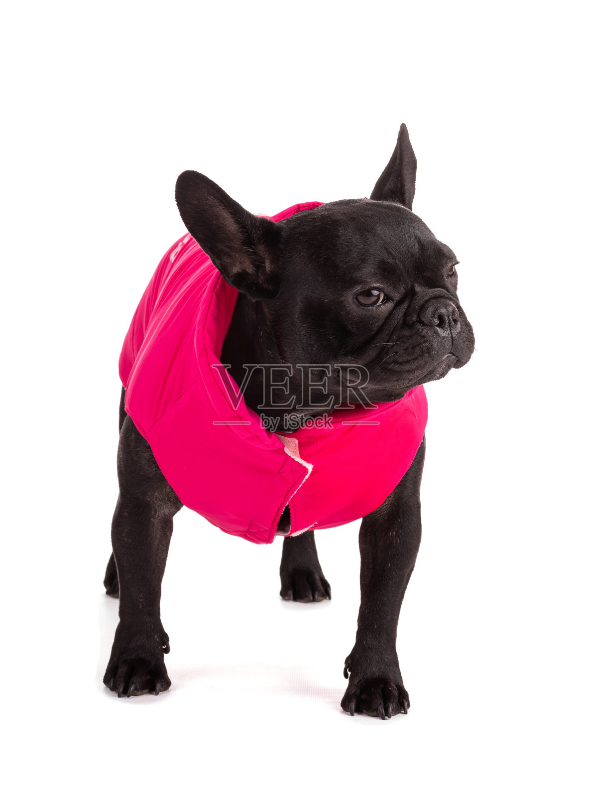 一只穿着粉红色外套的法国斗牛犬的肖像照片摄影图片