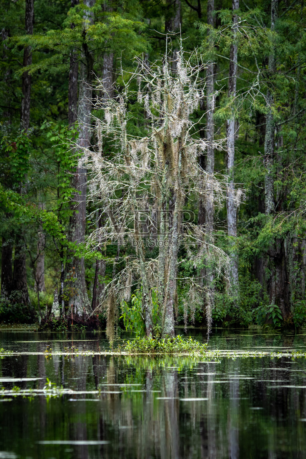 沼泽树照片摄影图片